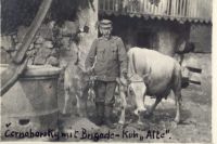 5. I. B. K. Brigadekuh Alte mit Jungem